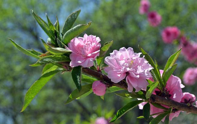 菠菜发布网论坛(菠菜免费发布网)